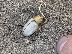 Pseudocotalpa giulianii