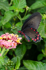 Parides montezuma