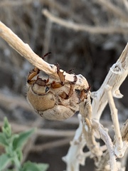 Pseudocotalpa giulianii
