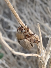 Pseudocotalpa giulianii
