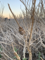 Pseudocotalpa giulianii
