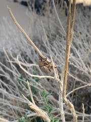 Pseudocotalpa giulianii