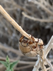Pseudocotalpa giulianii