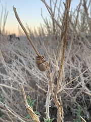 Pseudocotalpa giulianii