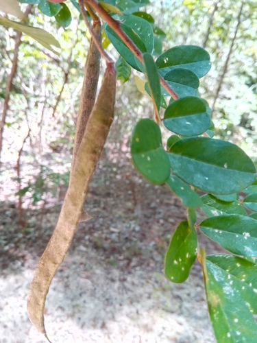 Chadsia versicolor