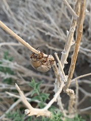 Pseudocotalpa giulianii