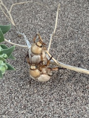 Pseudocotalpa giulianii