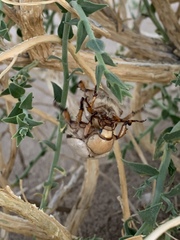 Pseudocotalpa giulianii