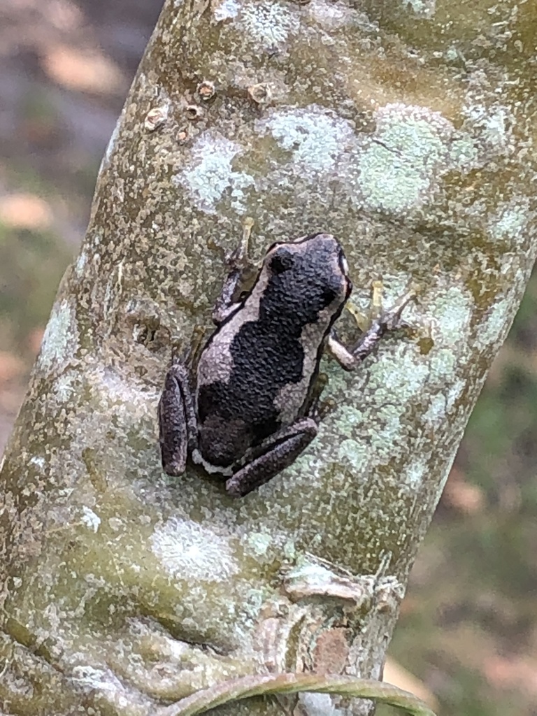 screaming tree frog from Sixth Ave, Berrara, NSW, AU on March 13, 2024