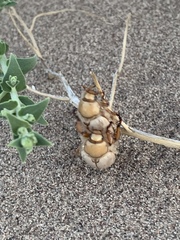Pseudocotalpa giulianii