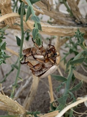 Pseudocotalpa giulianii