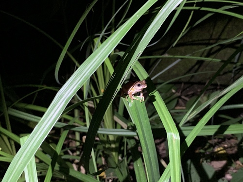 Kurixalus idiootocus