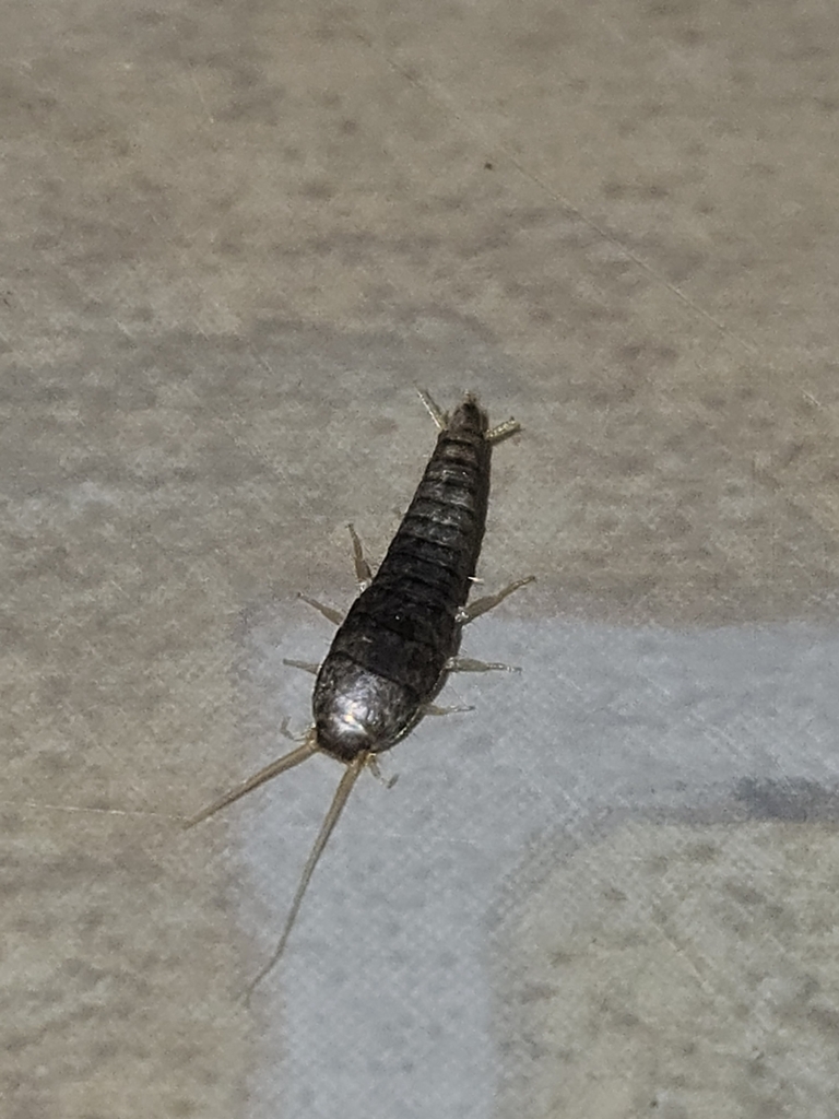 Common Silverfish in March 2024 by carissab · iNaturalist