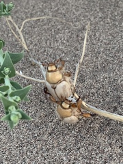 Pseudocotalpa giulianii