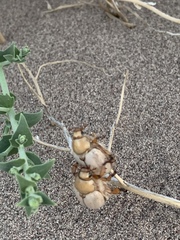 Pseudocotalpa giulianii