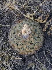 Coryphantha pallida