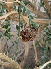 Pseudocotalpa giulianii