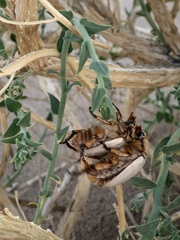 Pseudocotalpa giulianii