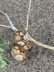 Pseudocotalpa giulianii