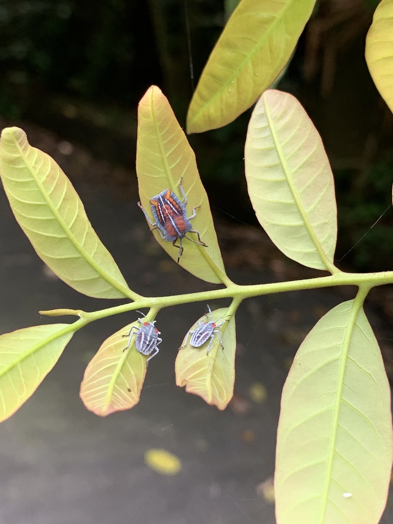 Lychee Stink Bug from 五和街256號, 芎林鄉, , TW on April 24, 2019 at 01:32 PM ...