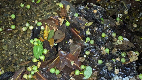Image of Ficus insipida by (c) Alina Martin, some rights reserved (CC BY)