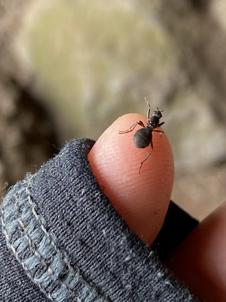 Anatalanta aptera