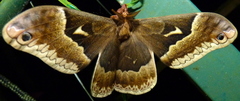 Callosamia angulifera