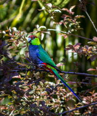 Purpureicephalus spurius