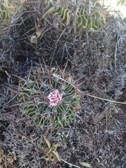 Echinofossulocactus crispatus