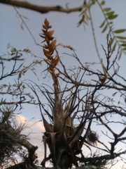 Tillandsia bourgaei