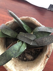 Gasteria