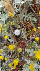 Malacothrix foliosa foliosa