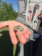 Hyla chrysoscelis
