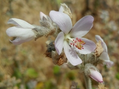 Malacothamnus clementinus
