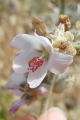 Malacothamnus clementinus