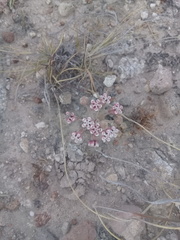 Asclepias senecionifolia