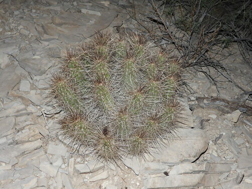 Strawberry Hedgehog Cactus