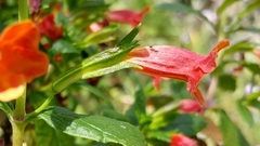 Diplacus parviflorus