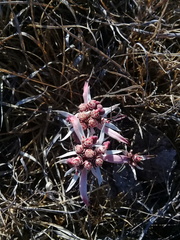 Euphorbia radians