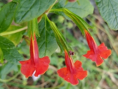 Diplacus parviflorus