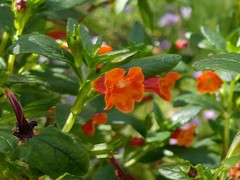 Diplacus parviflorus