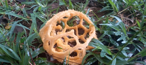 Clathrus camerunensis