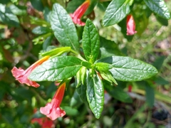 Diplacus parviflorus