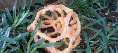 Clathrus camerunensis