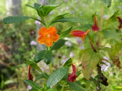 Diplacus parviflorus