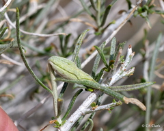 Gnorimoschema octomaculella