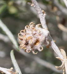 Rhopalomyia utahensis