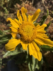 Wyethia angustifolia