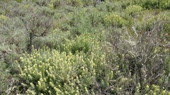 Castilleja grisea