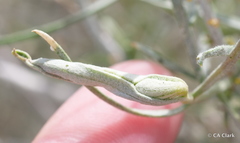 Gnorimoschema octomaculella